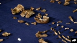 استخوان‌های فسیل شده گونه «هومو نالدی» از سرده انسان (آرشیو)