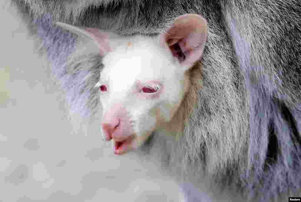 Newly-born albino red-necked wallaby joey is carried by its mother in their enclosure at the zoo in Decin, Czech Republic.