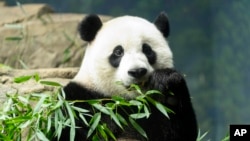 Дослідники міжнародних відносин та природолюби пов'язують угоди про надання китайських панд іншим країнам із дипломатією. AP Photo/Jose Luis Magana