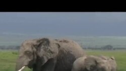肯尼亚国家公园大象生双胞胎