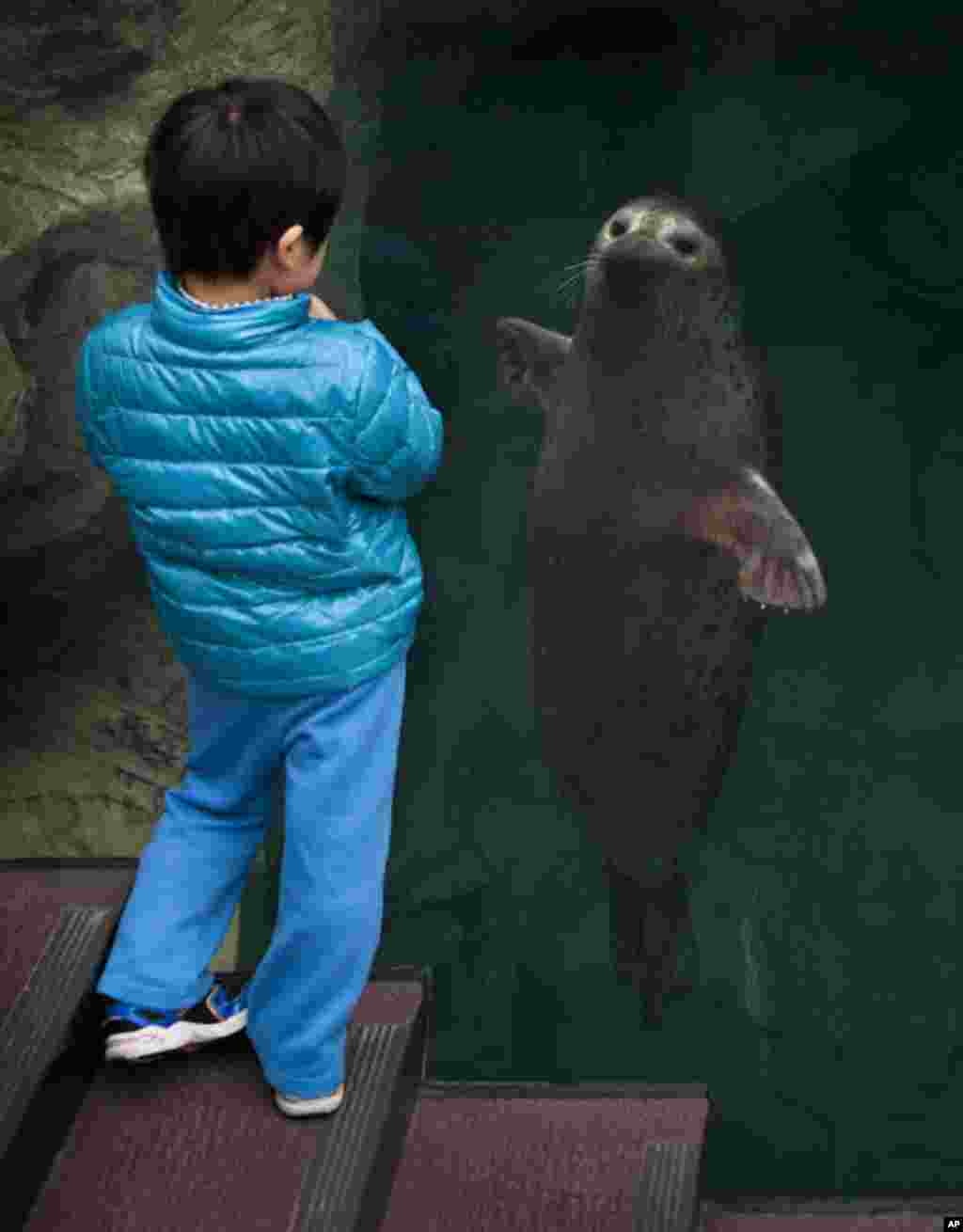 A young boy is fascinated by a seal named Hope at Aquamarine Fukushima.  90 percent of the fish and shellfish were lost when power went out after the disaster.  (Photo by Mark Edward Harris) 