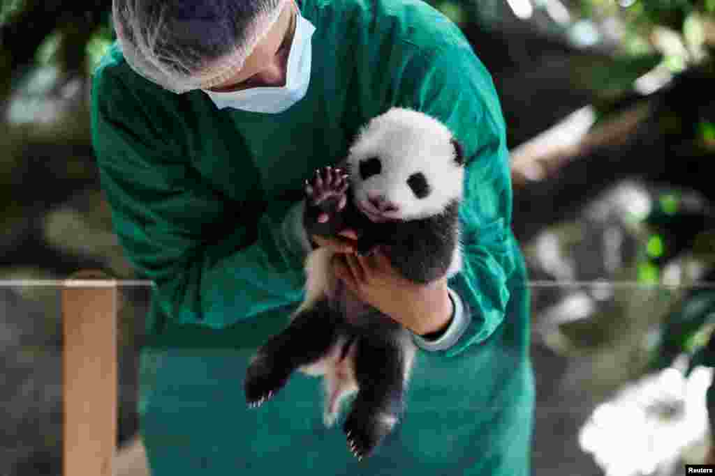 Seorang karyawan kebun binatang Berlin menggendong bayi panda raksasa berusia dua bulan, salah satu dari dua bayi panda raksasa Meng Meng, di kandang di Kebun Binatang Berlin, Jerman. (Reuters)