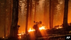 Para petugas pemadam kebakaran berusaha memadamkan kebakaran North Complex Fire di Hutan Nasional Plumas, California, 14 September 2020. 