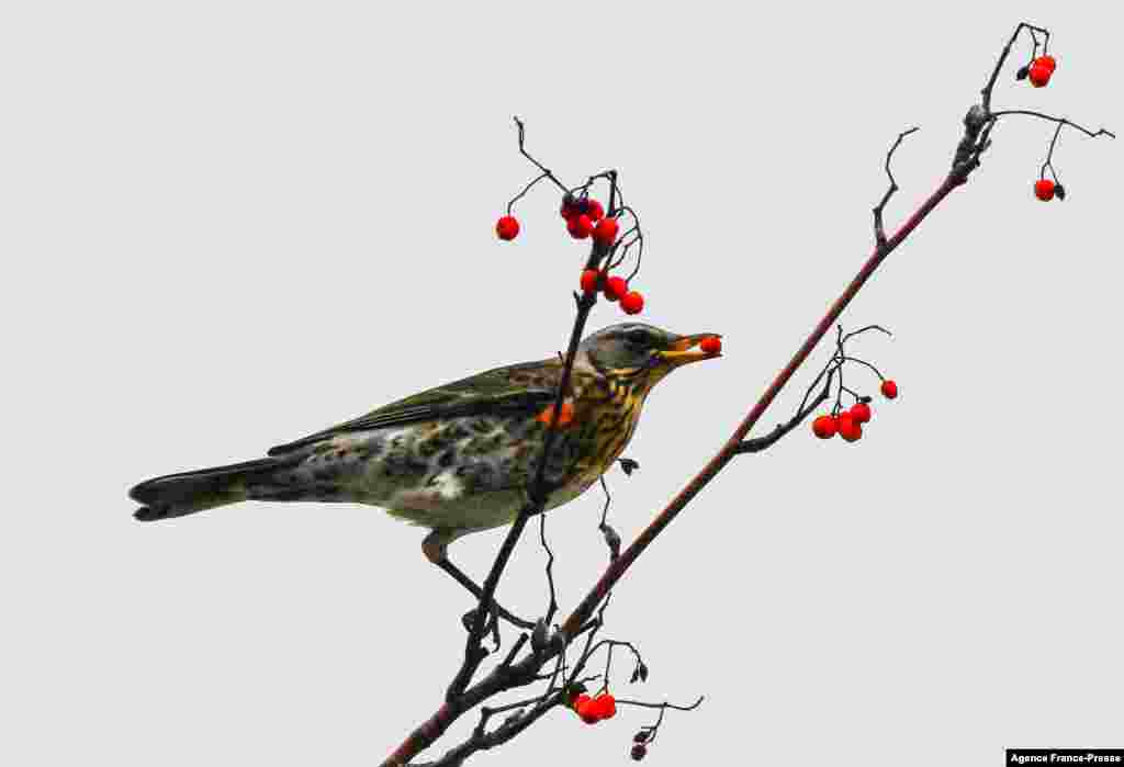 A thrush feeds berries on a viburnum tree in central Moscow, Russia.