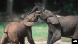 Quand deux éléphants se battent, dit un adage africain, c'est l'herbe qui en pâtit