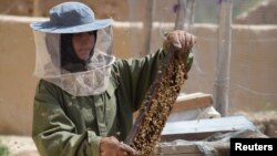 Beekeeper Frozan, 16, checks a beehive in the Marmul district of Balkh province, Afghanistan, March 29, 2018. 