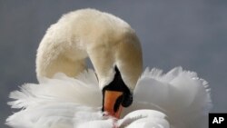 A swan cleans its feathers near the Serpentine in Hyde Park in London.
