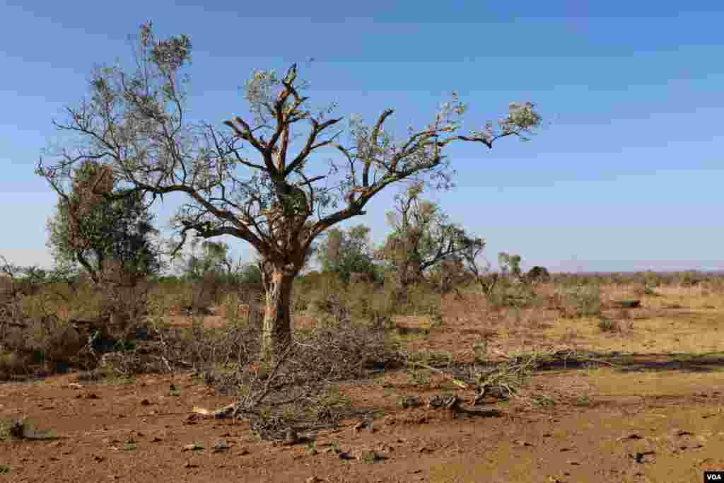 Branches from an olive tree have been cut down by herders in order to feed the leaves to their cattle in Mugie Conservancy, Laikipia, Kenya, March 17, 2017. It takes many years for olive trees to grow. (Jill Craig/VOA)