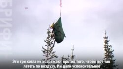 Полет сонных козлов