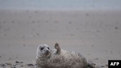 A young grey seal makes a movement as it lies on a beach on the North Sea island of Helgoland, Germany.