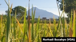 Padi siap panen di Sleman, DI Yogyakarta. (Foto: VOA/Nurhadi Sucahyo)