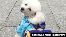 Mei, anjing pudel milik Yuka Iida, bergaya dengan kimono buatan tuannya di depan toko Adachiya di Tokyo, Jepang. (Foto: IG/adachiya.official)