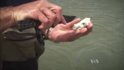 Oysters Make Comeback in New York's Great South Bay