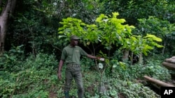 FILE - A ranger shows trees recently planted at a site that was once a cocoa cultivation plot in the Omo Forest Reserve in Nigeria on Monday, July. 31, 2023. 