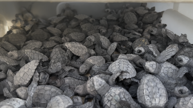 Las tortugas marinas y la lucha por protegerlas en las playas mexicanas