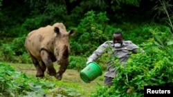 FILE: Steven Busulwa, an animal keeper, runs away from a charging rhino at the Uganda Wildlife Conservation Education Center in Wakiso district, in Entebbe. Taken Apr. 23, 2020.