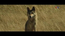 "Wolf Totem" filmi Monqolustan canavarı haqdadır