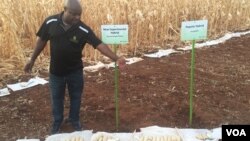 New experimental hybrid maize on display at a maize field in Harare, Zimbabwe, Oct. 24, 2016. Scientists in Zimbabwe say they have developed new heat- and drought-tolerant varieties of maize that may be ready for sale ahead of the next planting season. (S. Mhufo/VOA)