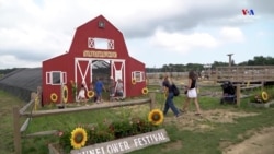 Նյու Յորքի բնակիչը համավարակի պայմաններում իր ագարակը վերածել է զվարճանքի այգու