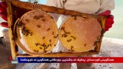 بەرهەمهێنانی هەنگوین لە چیاکانی کوردستان