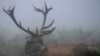 FILE - Deer rut in Bushy Park south west London , Oct. 18, 2024.