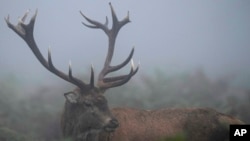 FILE - Deer rut in Bushy Park south west London , Oct. 18, 2024.