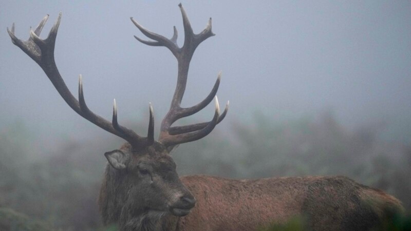 Wild deer population boom has some in England promoting venison to consumers