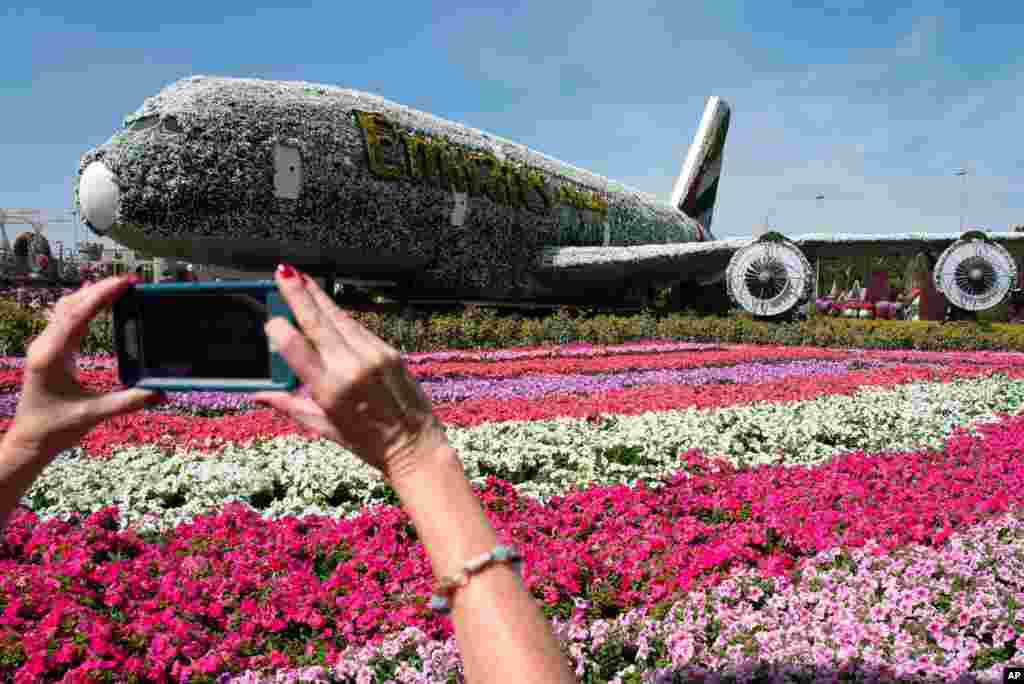 A tourist takes a picture of a mockup of an Emirates Airbus A380 jetliner made of flowers at Dubai Miracle Garden in Dubai, United Arab Emirates. The mockup A380 is covered in over 500,000 flowers and plants.