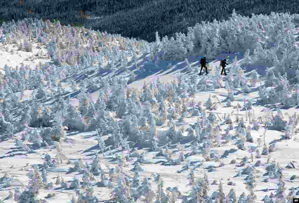 A pair of hikers snowshoe through a forest of rime ice-covered spruce trees on the eastern slope of Mt. Marcy, New York&#39;s tallest mountain, near Keene, New York. 