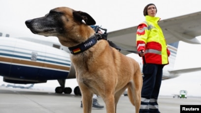 are search and rescue dogs service dogs