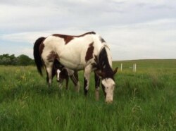 This undated photo shows a mother horse and her colt grazing on the Rosebud Indian Reservation, S.D.