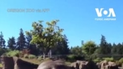 Слони в зоопарку Орегона рятуються від спеки в басейні. Відео