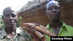 Défenses d'éléphanteaux braconnés et saisis dans le parc national de la Salonga en République démocratique du Congo. (Pele Nkumu / Wildlife Conservation Society)