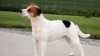 FILE - This image provided by the American Kennel Club shows a Danish-Swedish Farmdog standing outdoors, the latest dog in the American Kennel Club's lineup of recognized breeds. 