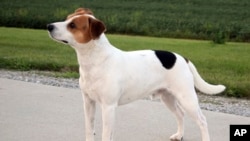 FILE - This image provided by the American Kennel Club shows a Danish-Swedish Farmdog standing outdoors, the latest dog in the American Kennel Club's lineup of recognized breeds. 