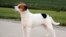 FILE - This image provided by the American Kennel Club shows a Danish-Swedish Farmdog standing outdoors, the latest dog in the American Kennel Club's lineup of recognized breeds. 