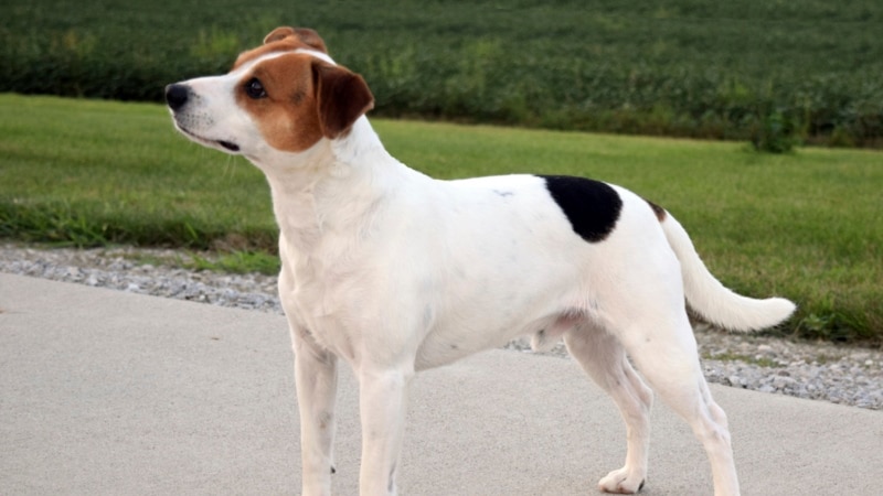 Danish-Swedish farmdog joins American Kennel Club’s lineup