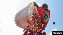 FILE - Anthony Wanjohi Njamuiya 48, a coffee farmer offloads coffee cherries from his plantation at the Ndaroini Coffee Growers Sacco factory in Mathira, Nyeri county, Kenya October 5, 2023. 