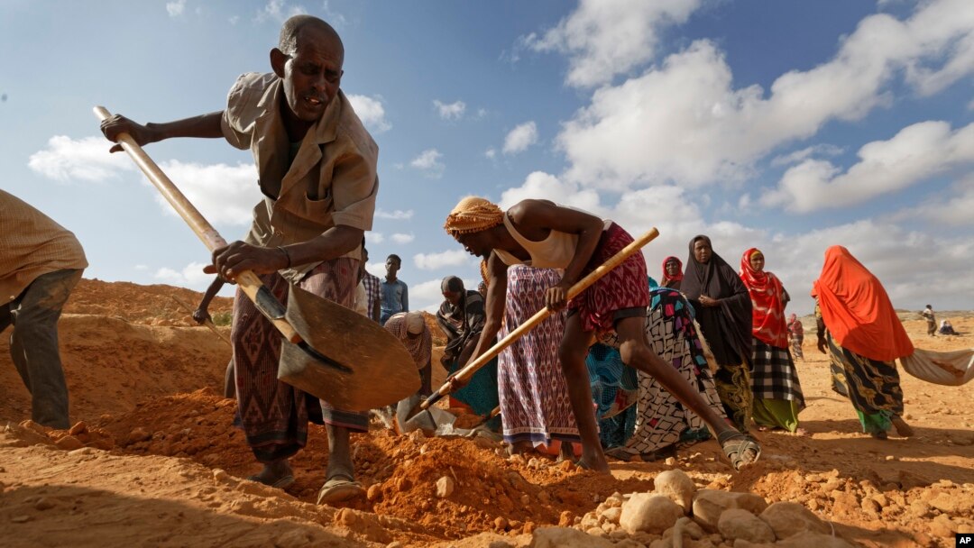 In this photo taken Wednesday, March 8, 2017, men dig with shovels and women take away the earth to build a dam so that if rains do come the water can be stored near Bandar Beyla in Somalia's semiautonomous northeastern state of Puntland.