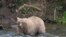 FILE - In this photo provided by the National Park Service is Grazer, the winner of the 2023 Fat Bear Contest, at Katmai National Park, Alaska on Sept. 14, 2023. Grazer won the contest again Tuesday.