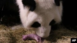 Lun Lun, la madre Panda, fue inseminada de manera artificial en marzo. El seguimiento ininterrumpido de su proceso de parto inició a finales del mes pasado.