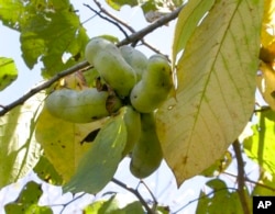 FILE - Pawpaws are pictured on a tree in Missouri in October 2018. (Missouri Department of Conservation photo)