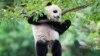 Special delivery: US-born Panda Cub Bao Bao Bound for China