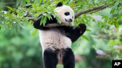 FILE - panda cub Bao Bao hangs from a tree in her habitat at the National Zoo in Washington.