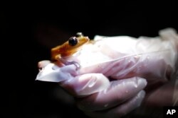 FILE - A researcher holds a Coqui Guajon or Rock Frog at a tropical forest in Patillas, Puerto Rico on March 21, 2013. A report released during COP28 says. amphibians are particularly at risk from climate change with 41% under threat of extinction.