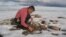 Professor Gifford Miller is shown here collecting dead plant samples from beneath a Baffin Island ice cap. (Photo courtesy Gifford Miller, University of Colorado Boulder) 