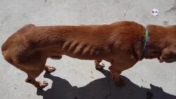 Mascotas en Venezuela son abandonadas
