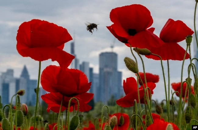 A bumblebee flies between poppy flowers near the buildings of the banking district in Frankfurt, Germany, Friday, May 24, 2024. (AP Photo/Michael Probst)