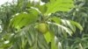 A breadfruit (photo by Mary McLaughlin - Trees That Feed Foundation)