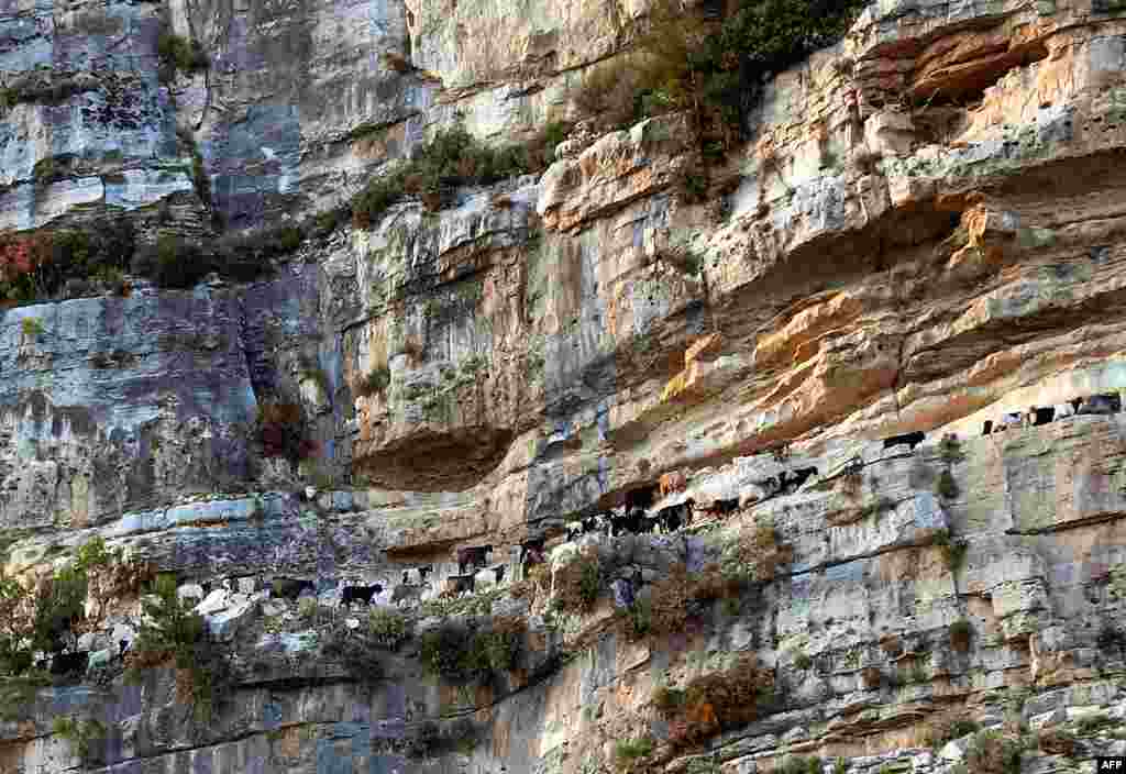 Goats are pictured on a cliff near Lebanon's northern village of Ehden, north of Beirut.
